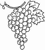 Grapes Drawing Coloring Pages Line Raisins Grape Vine Drawings Vineyard Getcolorings Color Paintingvalley Colorluna sketch template