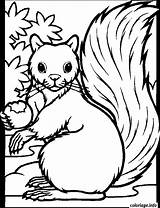 Ecureuil Gratuit Kleurplaten Squirrel Dieren Volwassenen Acorn Herfst Automne Squirrels Groep Imprimé Fois sketch template