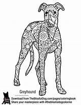 Greyhound sketch template