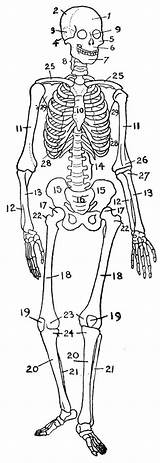 Human Bones Skeleton Anatomy Diagram Skeletal System Printable Body Blank Worksheet List Science Worksheets Esqueleto  Bone Humano Skull Biology sketch template