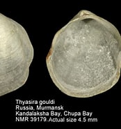 Afbeeldingsresultaten voor Thyasiridae. Grootte: 174 x 185. Bron: www.nmr-pics.nl