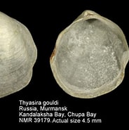 Afbeeldingsresultaten voor Thyasira gouldii. Grootte: 184 x 185. Bron: www.nmr-pics.nl