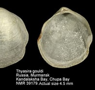 Afbeeldingsresultaten voor Thyasira gouldii habitat. Grootte: 196 x 185. Bron: www.nmr-pics.nl