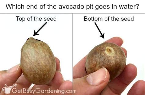 Growing Avocado From Seed In 5 Easy Steps Get Busy Gardening