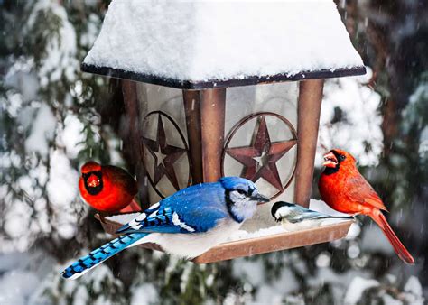 choose   cardinal bird feeder food reviews faqs top tips justbirdingcom
