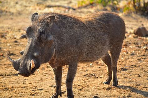 warthog facts       funniest animal  wild animals