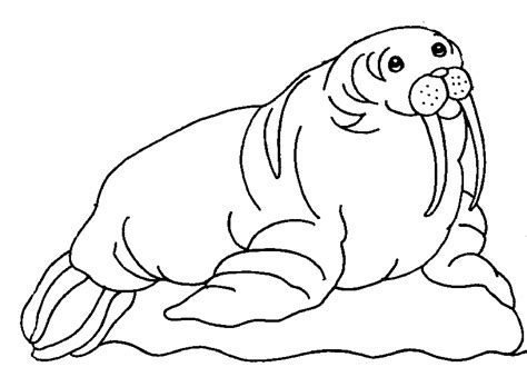 animal walrus coloring sheet  kids