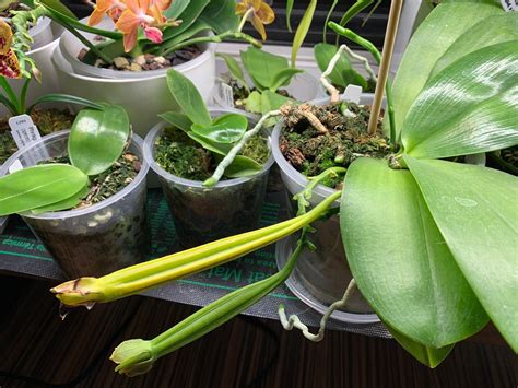 growing orchids  seed flasking dry seeds green pods