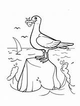 Pages Coloring Seagull Birds Recommended Seagulls sketch template