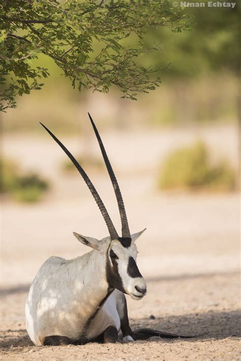 arabian oryx oryx leucoryx animals beautiful arabian oryx animals wild