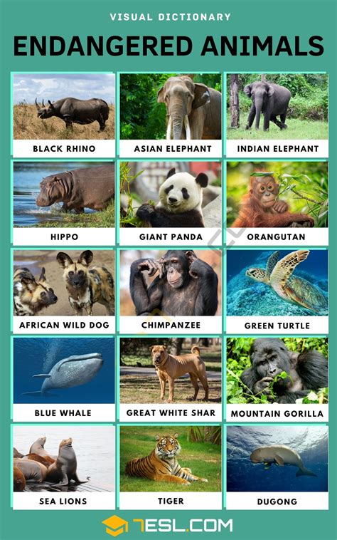 endangered animals list   endangered animals  facts esl