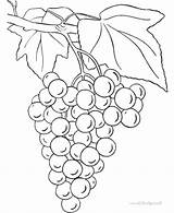 Grapes Malvorlagen Trauben Colorluna Ausmalbilder Ausdrucken sketch template