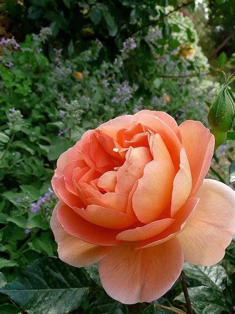 rosa pat austin beautiful flowers david austin roses rose varieties