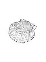 Coloring Scallop Shell Mussel sketch template