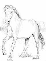 Mustang Spagnolo Dibujo Horses Supercoloring Castellano sketch template