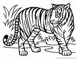 Mewarnai Harimau Coloringhome Bengal Mammals Hewan Pemandangan sketch template