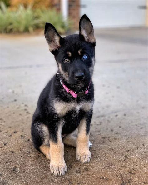 Facts About The German Shepherd Husky Mix German Shepherd Husky Mix