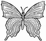 Schmetterling Ausmalbild Ausmalen Artus Malvorlage Downloaden sketch template