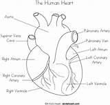 Heart Coloring Human Pages Diagram Anatomy Kids Sketch Printable Real Anatomical Label Simple Biology Physiology Sheets System Body Circulatory Worksheets sketch template