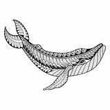 Whale Drawing Sperm Line Coloring Pages Adult Zentangle Vector Blue Stress Anti Paintingvalley Getdrawings Shark sketch template