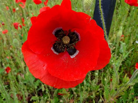 beautiful poppy flower  stock photo public domain pictures