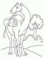Camel Coloring Pages Drawing Se Cartoon Kids Color Printable Standing Field Funny Oo Ount Desert Caravan Library Clipart Popular Getdrawings sketch template