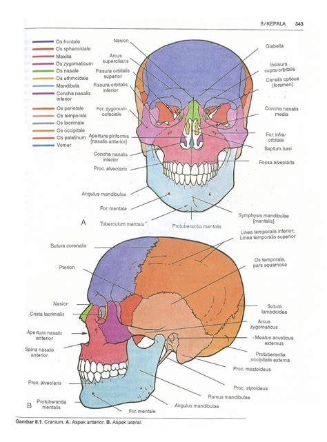 sandra mustika ningtyas anatomi fisiologi kepala