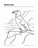 Extinct Auk Animal Worksheet 442px 35kb sketch template