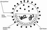 Virus Rhinovirus Structure Basic Aids sketch template