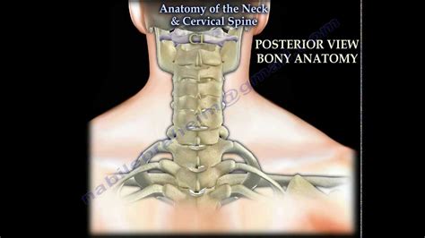 anatomy   neck cervical spine      dr