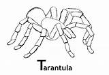Tarantula Coloring Getcolorings Color Fine Pages sketch template