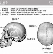 頭蓋骨 整形外科 に対する画像結果.サイズ: 180 x 185。ソース: sujikotu-seitai.com