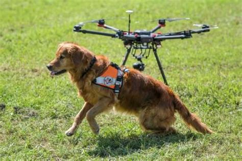 search  rescue dogs  assistance  drones globalspec