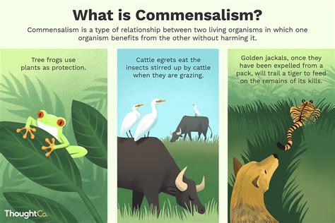 commensalism definition examples  relationships