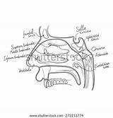 Nose Anatomy Coloring Template Illustration sketch template