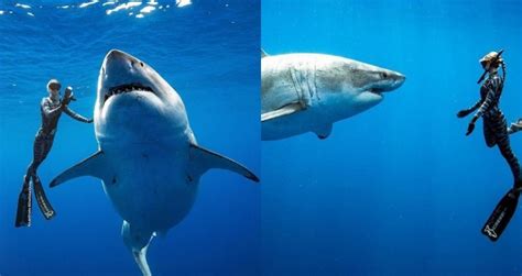 ‘one Of The Biggest’ Great White Sharks Filmed Off Hawaii S Coast