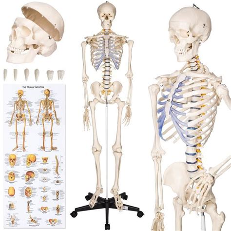 squelette humain achat vente jeux  jouets pas chers