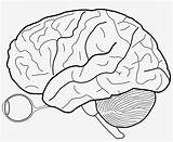Brain Diagram Blank Cortex Outline Drawing Background Cerebral Clipart Brains Clear Getdrawings Pngkey Transparent Clip Clipground sketch template