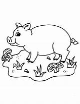 Coloring Porco Granja Pigs Tudodesenhos Classroomjr sketch template