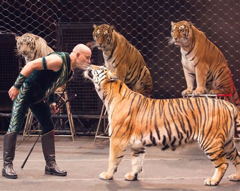 ringlings circus tigers finally   retirement home
