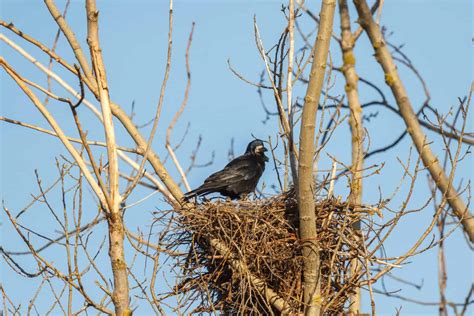 crows nest az animals
