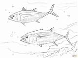 Coloring Pages Salmon Pacific Animals Monkey Ermine sketch template