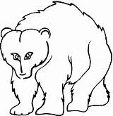 Bear Grizzly Coloring Template Pages Printable Color Templates Animals Animal Outline Print Face Side Shape Supercoloring Sheets Colouring Sheet Powered sketch template
