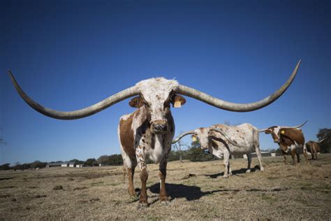 longhorn       race   biggest horns  texas texas standard