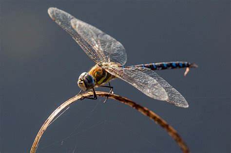 dragonfly drone  fight wars  save lives science times