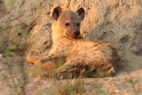fun facts   spotted hyena africa geographic