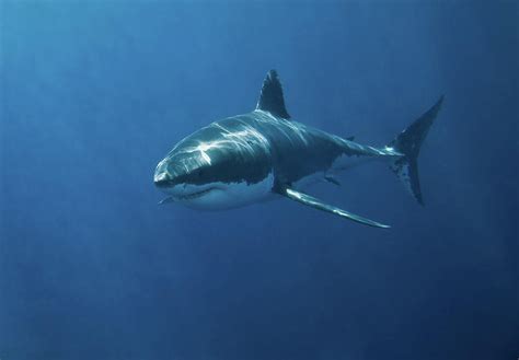 Great White Shark Photograph By John White Photos Fine Art America