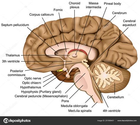 anatomia cerebral humana vector ilustracion sobre fondo blanco vector