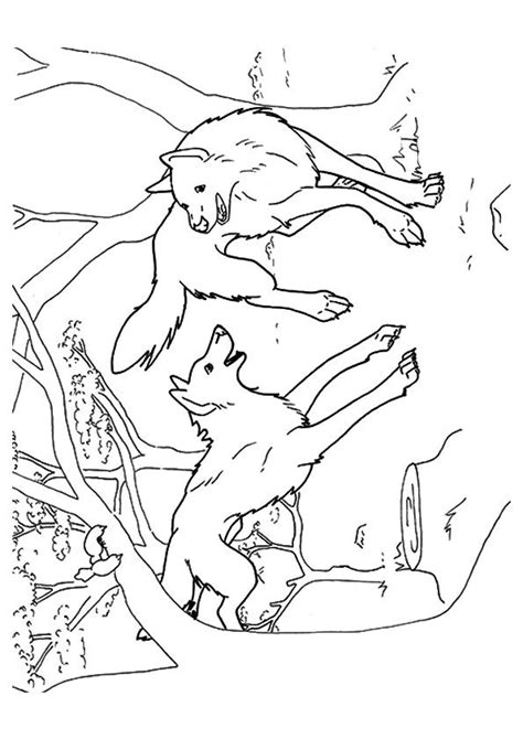 wolf fighting coloring pages