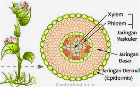 gambar jaringan tumbuhan struktur  fungsi jaringan tumbuhan kelas   jun
